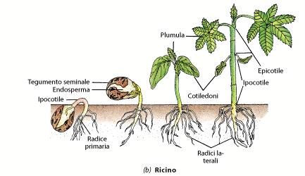 Seme Germinazione dei semi di alcune dicotiledoni b) Ricino (Ricinus communis) Germinazione epigea