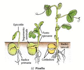 Seme Germinazione dei semi di alcune dicotiledoni c) Pisello (Pisum sativum) Germinazione