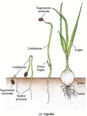 Seme Germinazione dei semi di alcune