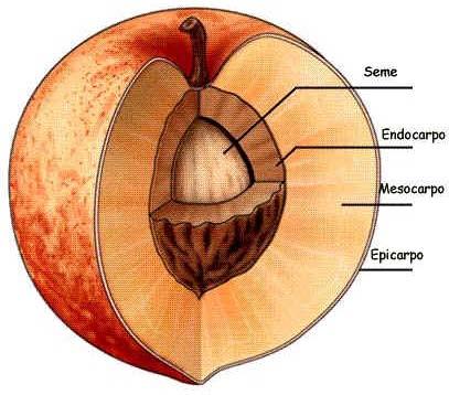 Frutto In relazione alle caratteristiche del pericarpio, i frutti sono distinti in: frutti carnosi se hanno una consistenza molle frutti secchi se hanno una consistenza cuoiosa, legnosa o cartacea.