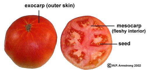 endocarpo produce, verso l interno del