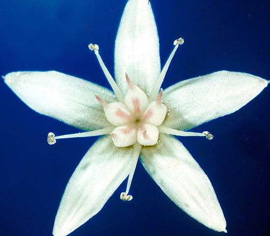 Il fiore I fiori sono definiti regolari (attinomorfi) se la