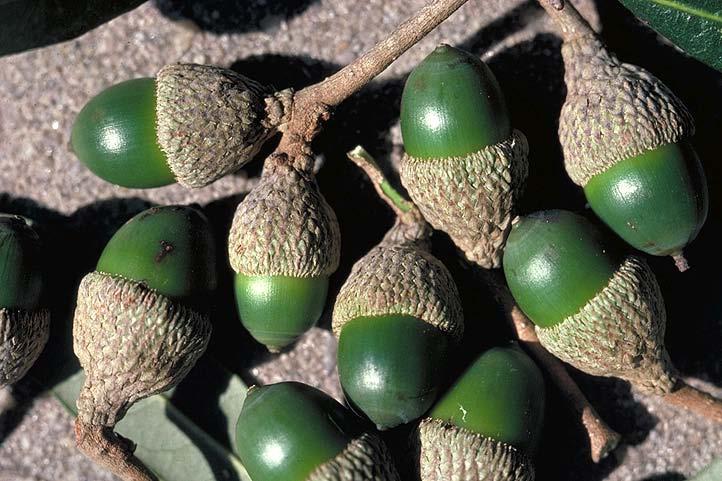 Noci con cupola: frutti tricarpellari tipici della