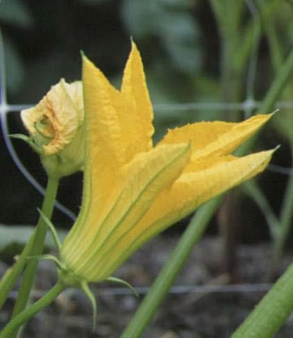 petali Corolla attinomorfa Malva