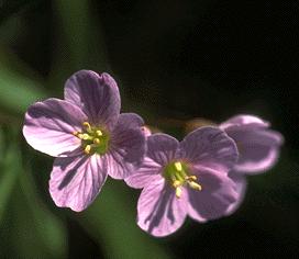 attinomorfa Cruciferae o