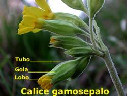 Il perianzo Nel calice gamosepalo si possono distingurere 3 elementi: il tubo che è la parte dove i sepali restano uniti; la gola che è la parte dove si separano; il lembo che è la porzione libera