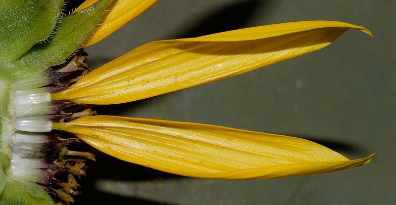 Il perianzo Ligulata formata da lunghe linguette