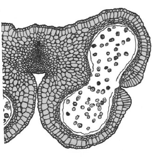 Androceo Nelle sacche polliniche, o microsporangi, avviene la microsporogenesi (formazione delle microspore) e successivamente la microgametogenesi (formazione del