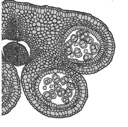 Inizialmente nelle sacche polliniche è presente il tessuto sporigeno che differenzia le cellule madri delle microspore (o microsporociti), questi sono nutrite dallo