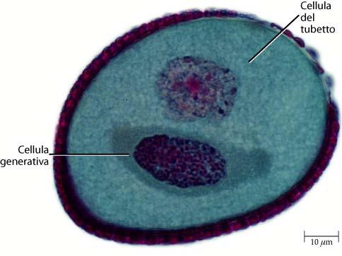 Androceo La microgametogenesi (formazione del gametofito maschile o microgametofito) si svolge all interno della spora del granulo