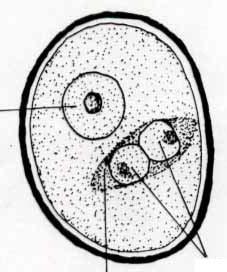 La microspora va incontro ad una divisione mitotica che forma due cellule: Cellula del tubetto pollinico o cellula vegetativa più grande