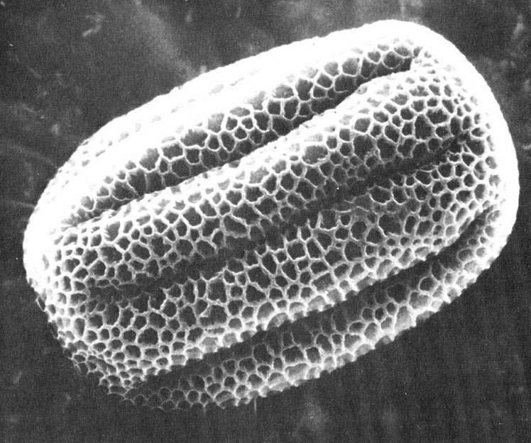 Androceo I granuli pollinici hanno dimensioni che vanno da 20 a 250 µm in diametro.