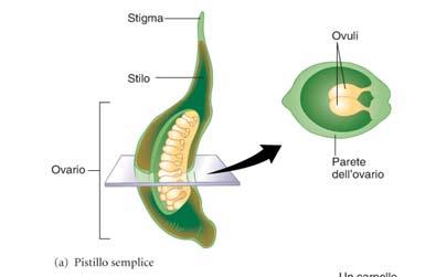 Gineceo L ovario è un organo cavo, suddiviso in una o più logge, al cui interno è presente il tessuto