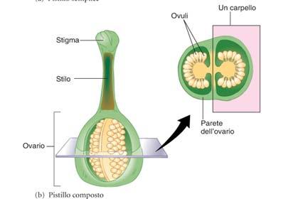 Gli elementi di distinzione ai fini sistematici, sono: il numero di logge ovariche; il numero di ovuli;