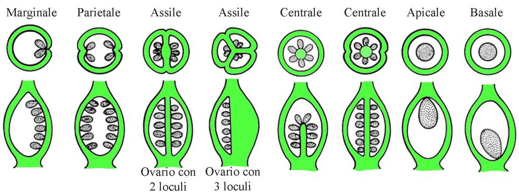 Gineceo In base al numero di logge l ovario