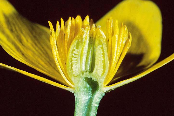 Gineceo L ovario in relazione alla sua posizione rispetto agli altri verticilli fiorali e al suo grado