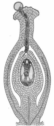 Gineceo Schema dell ovulo di una angiosperma al momento della fecondazione.