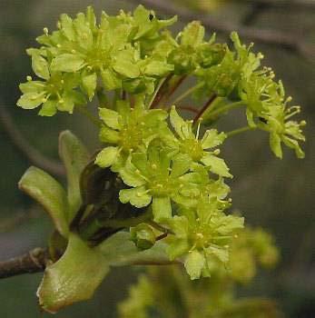 nella quale i fiori, benché inseriti