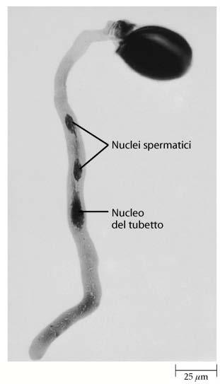 Riproduzione Mediante il processo dell impollinazione il granulo pollinico giunge sullo stimma adatto, qui assorbe acqua e germina formando il tubetto pollinico.