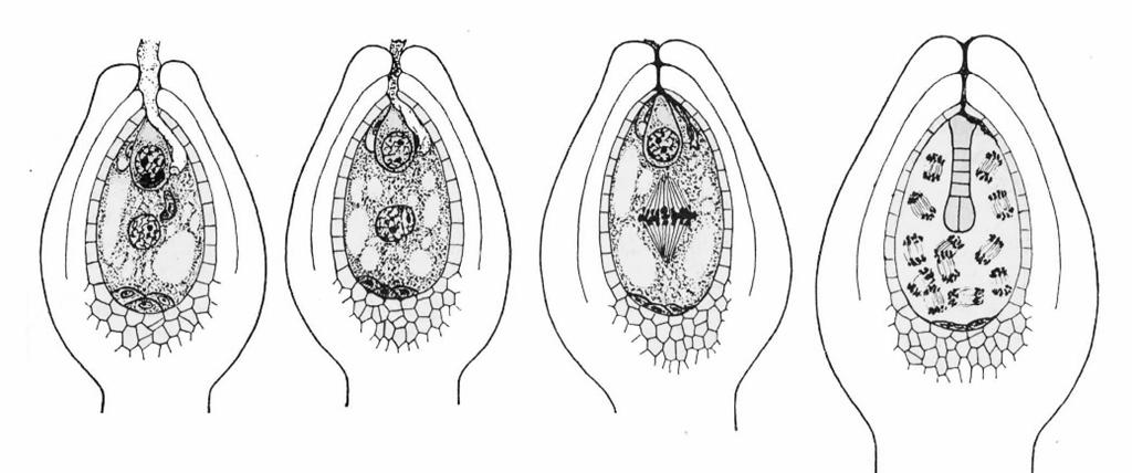 Riproduzione Sviluppo dell embrione e dell endosperma secondario Nelle Angiosperme si ha una doppia fecondazione.