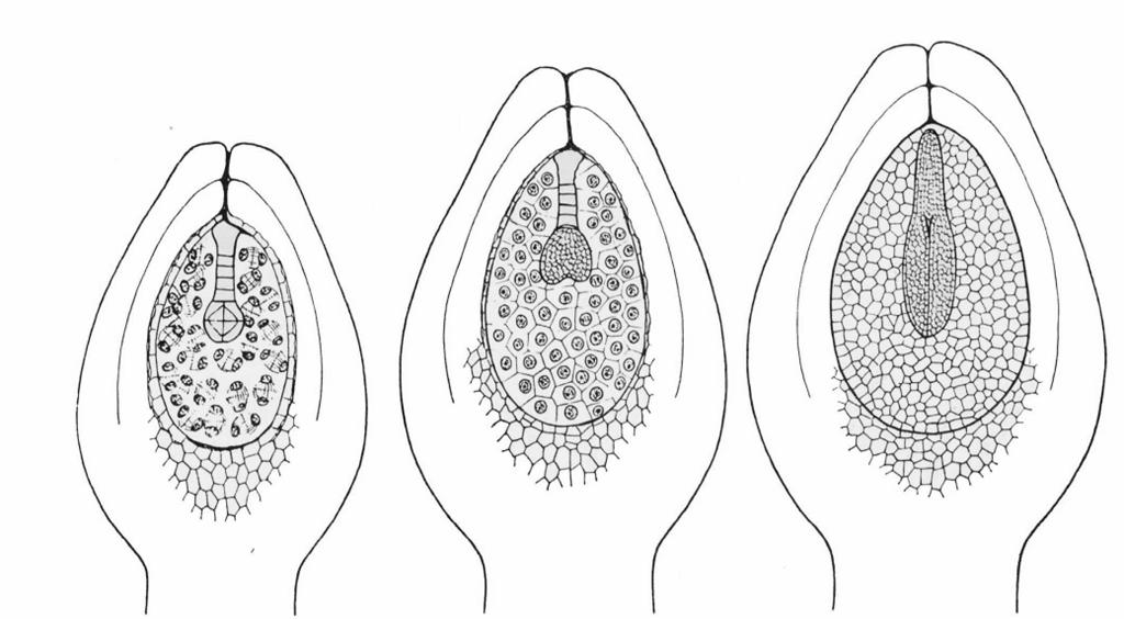 Uno feconda la cellula uovo e si forma lo zigote diploide che dividendosi origina l embrione.