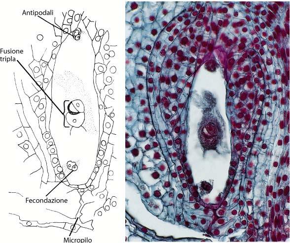 Riproduzione Doppia fecondazione È una caratteristica tipica delle Angiosperme, presente solo in alcune Gnetophyta (Ephedra e