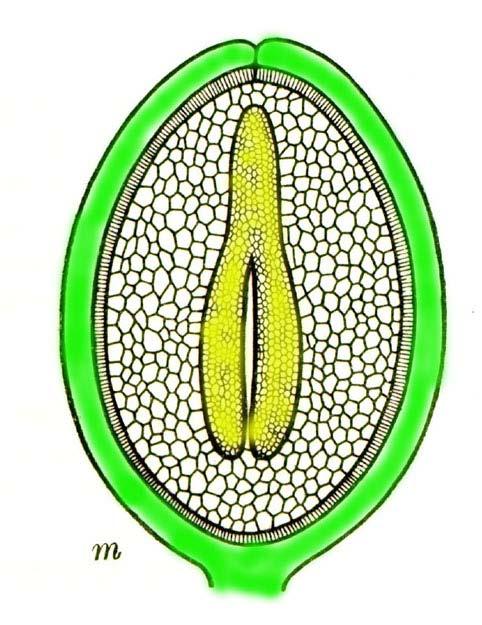 Seme Embrione diploide Apice della radice Endosperma triploide Asse Ipocotile Tegumento