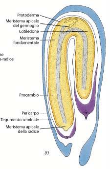 Seme Stadi di sviluppo dell embrione (embrogenesi) di Sagittaria