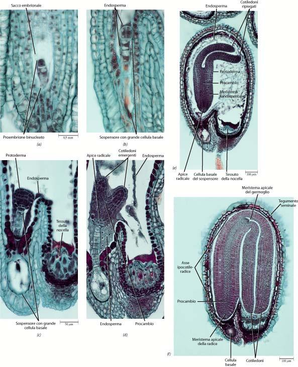 Seme Stadio a due cellule Pro-embrione allo stadio a sei cellule Embrione allo stadio globulare, differenziazione del protoderma Embrione allo stadio a cuore, formazione di