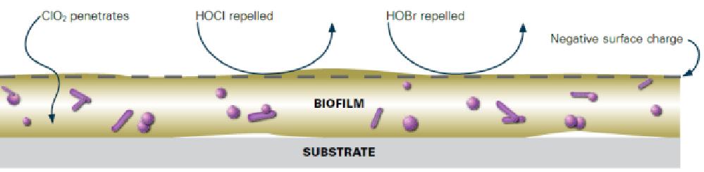 Cosa offre Brenntag Perché Clorious2 (Biossido di cloro) Brenntag come alternativa? La maggior parte dei disinfettanti non può penetrare e rimuovere il biofilm.