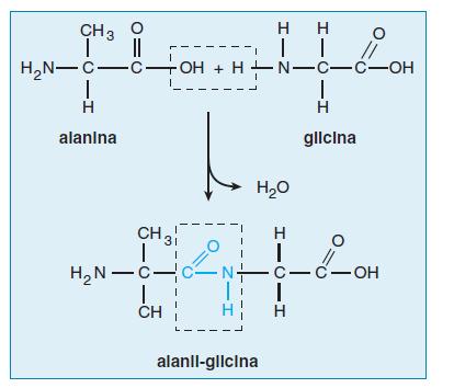 I PEPTIDI Gli amminoacidi si possono legare fra loro per formare