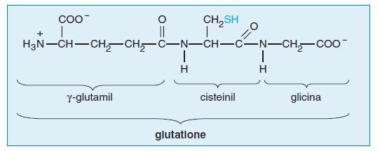 PEPTIDI NATURALI: glutatione (GSH) e gramicidina S g Peptide lineare: