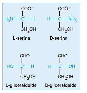 Tutti gli Aminoacidi Esistono in 2 forme stereoisomeriche. Ad eccezione della Gly. Gli aminoacidi proteici sono tutti L.