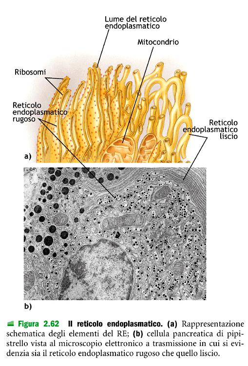 Reticolo endoplasmatico rugoso per la presenza dei ribosomi