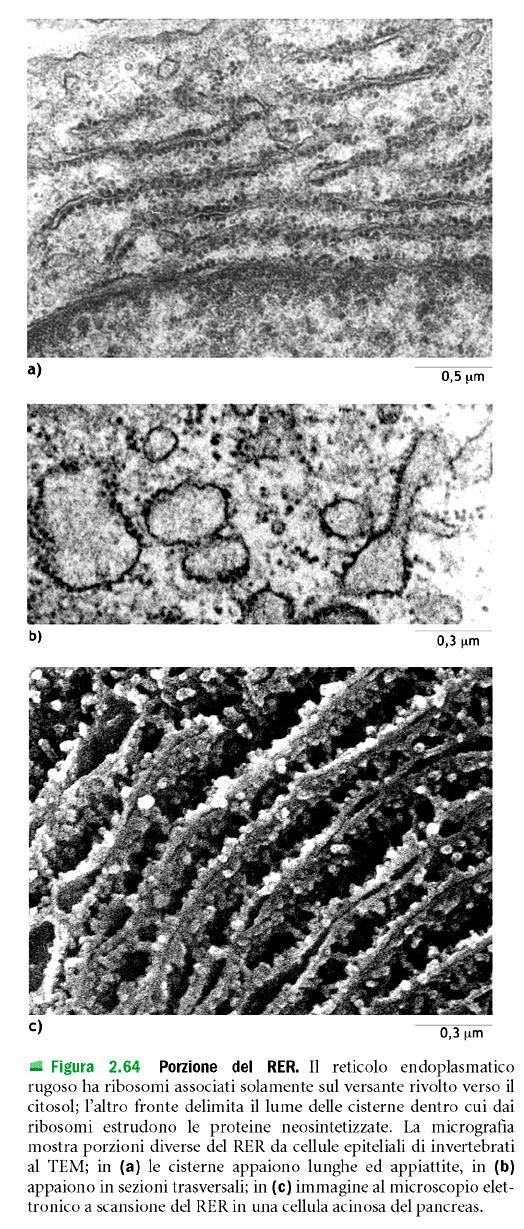 verranno esportate ai diversi organelli/membrane Abbondante