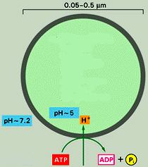 ACIDE nucleasi proteasi glicosilasi