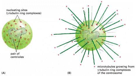 I microtubuli intervengono nella mitosi per la