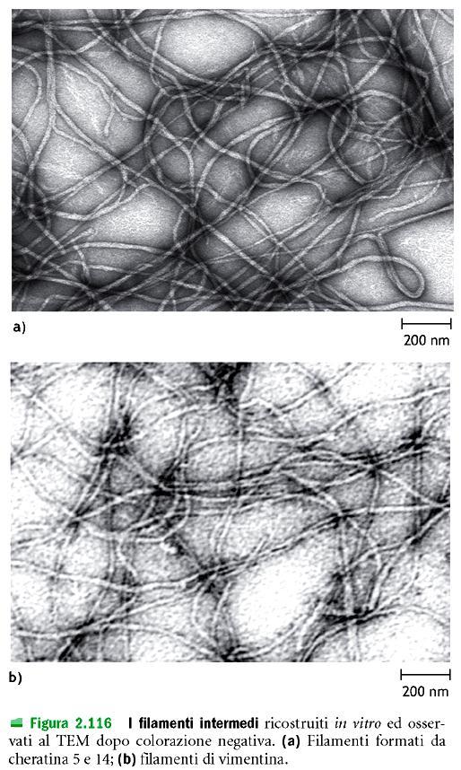 proteine fibrose.