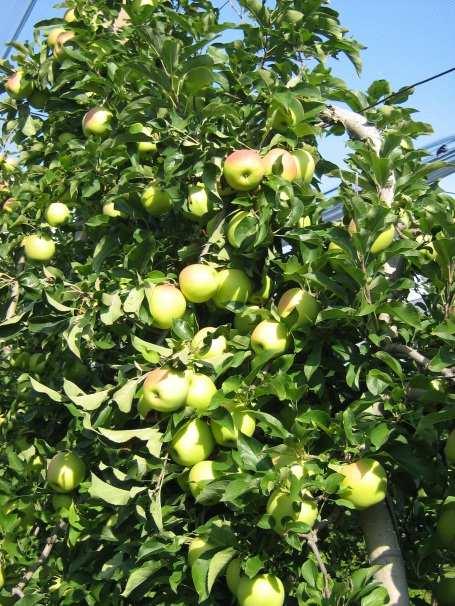RIASSUNTO STAGIONE 2014 Il monitoraggio è stato eseguito su 24 aziende rappresentative dell areale di coltivazione del melo, suddiviso in alta pianura (Area B), media pianura (Area C), bassa pianura
