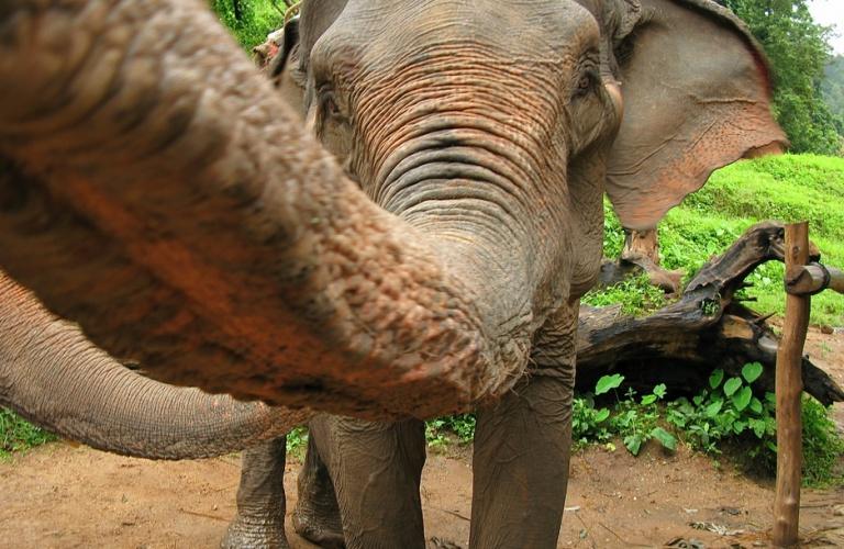 Chi lo desidera può fare un giro a dorso di elefante o un Bamboo Rafting di circa un'ora (opzionale, non incluso nel prezzo).