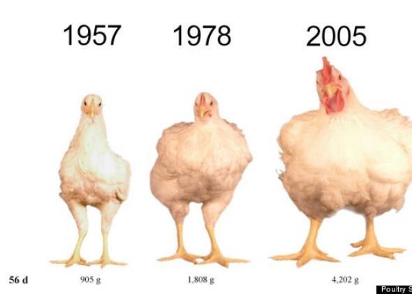 latte per capo >65% Suinetti per scrofa >65% Produzione di