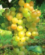 LAVALLEÉ Ottimo vitigno da tavola diffuso in molti