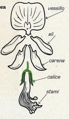 La struttura del fiore, consente solo all'ape di entrare perché gli altri insetti non hanno la dimensione o la massa corretta.