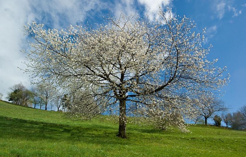 maschile fecondazione Cellula uovo meiosi megaspore