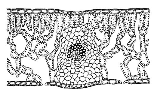 MESOFILLO SEZIONE DI FOGLIA DI DICOTILEDONE LUCE Foglia asimmetrica Epiderma superiore (senza o con pochi stomi, cutinizzata x ridurre l evaporazione) Parenchima a palizzata (1 o + strati) Fascio