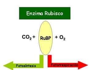 FOTORESPIRAZIONE: eliminazione delle alte concentrazioni tossiche di O2 dalle foglie. L O2 infatti può causare l insorgenza di ROS e inibire l enzima Rbcl.