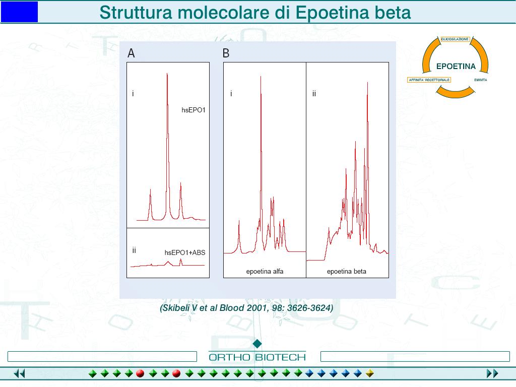 Stru>ura molecolare di Epo β Il tracciato elettroforetico evidenzia la minore omogeneità di Epoetina beta, sia rispetto ad Epoetina alfa sia rispetto all epoetina endogena (Storring PL et al.