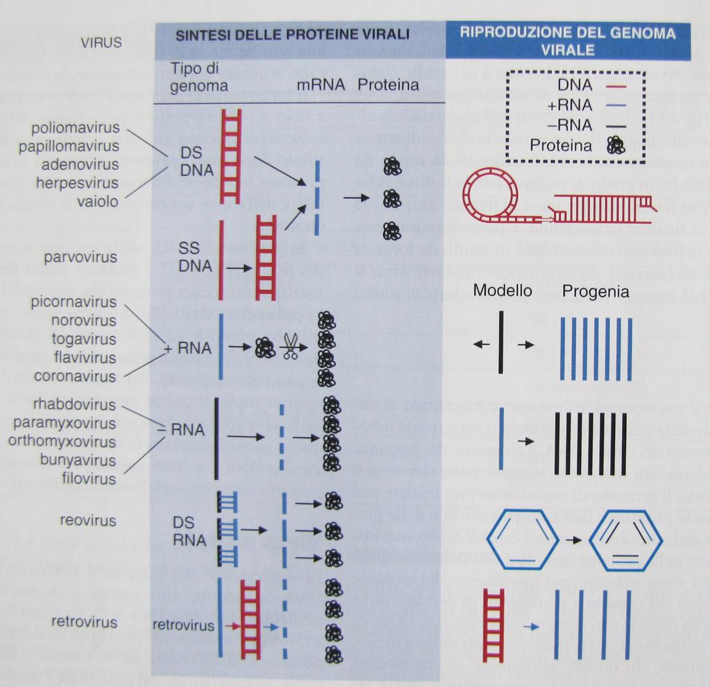 elicoidale, ﬁbre per l attacco Fago- T2 Batteriofago lambda Questa