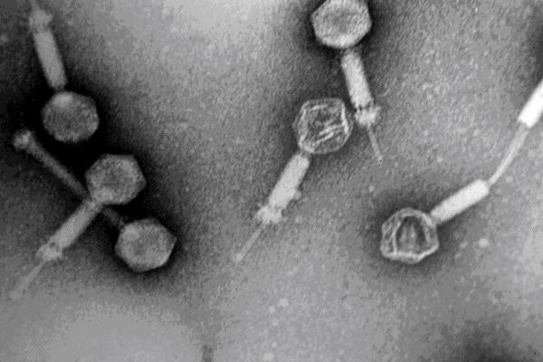 sviluppato da questi virus.