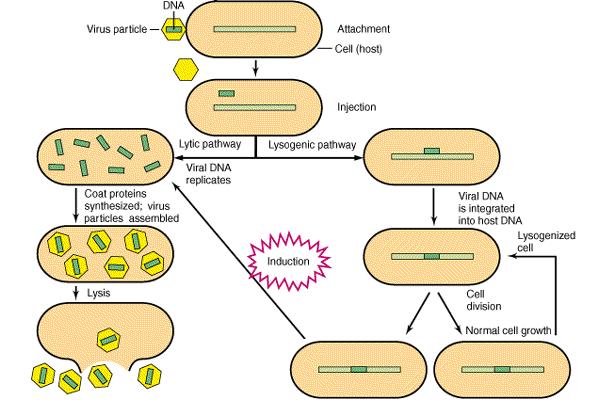 CICLO LISOGENO: il genoma virale si integra nel genoma della cellula